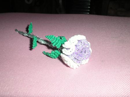 une rose avec des très belles couleurs