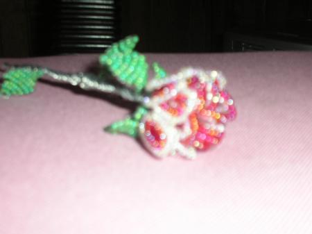 rose blanc, rouge